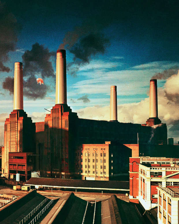 animals