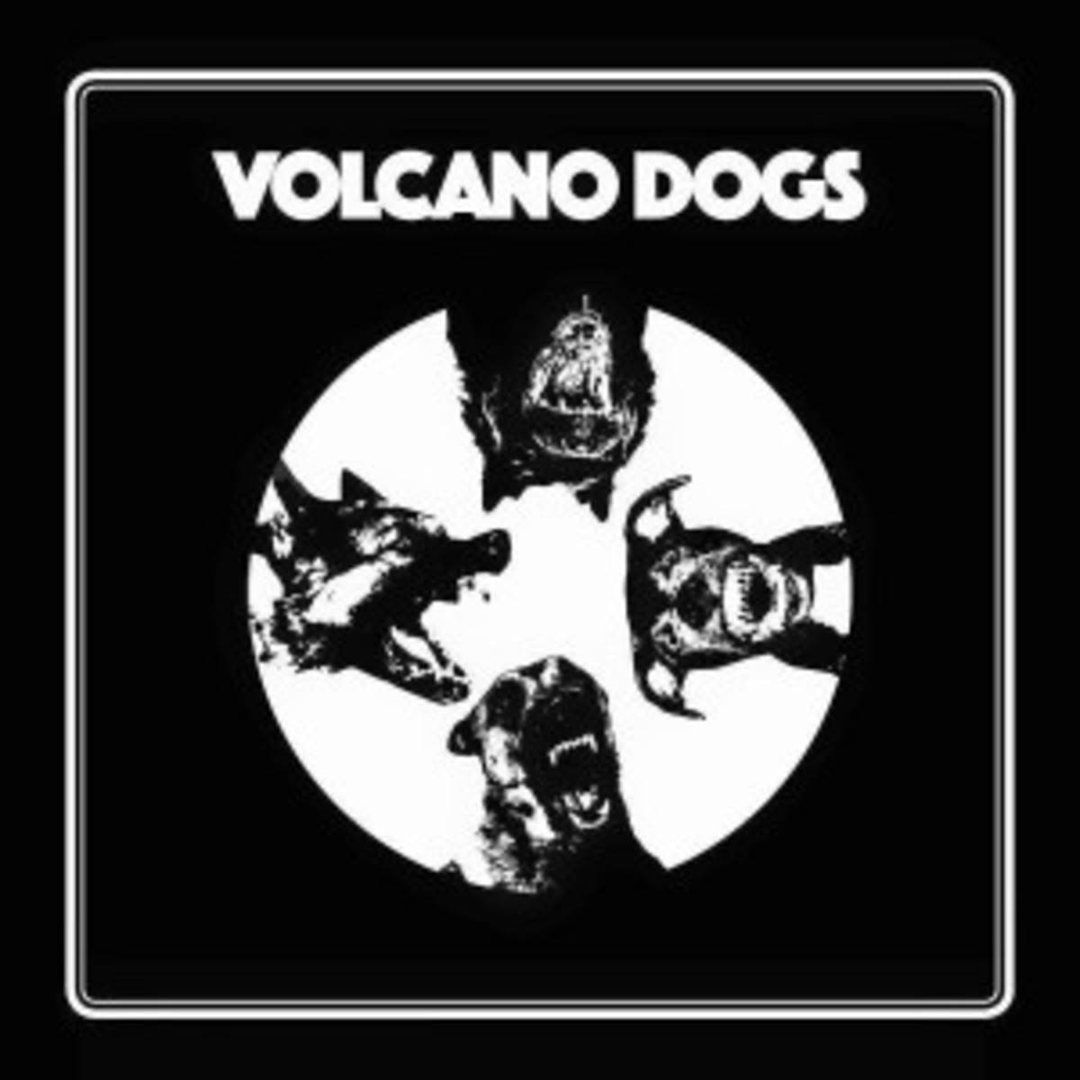 volcano dogs